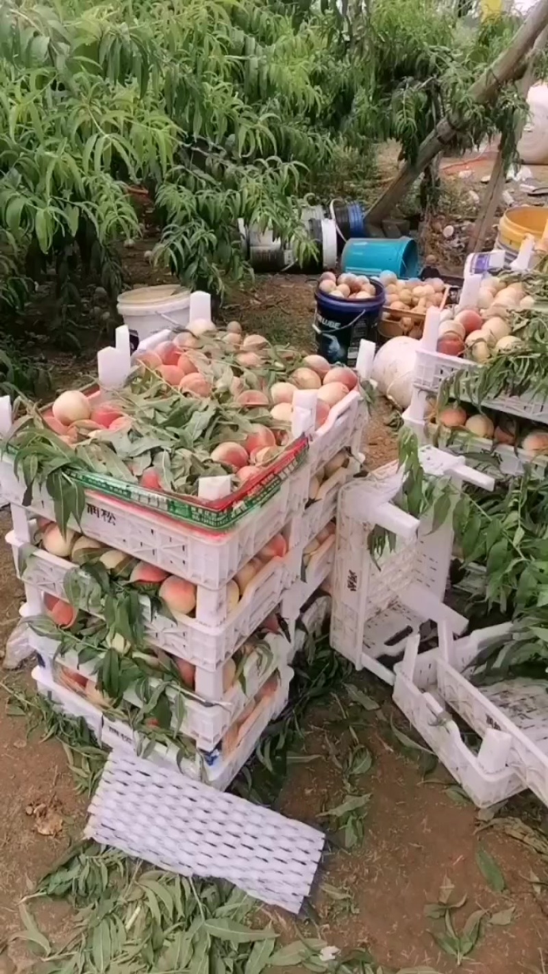 精品红不软