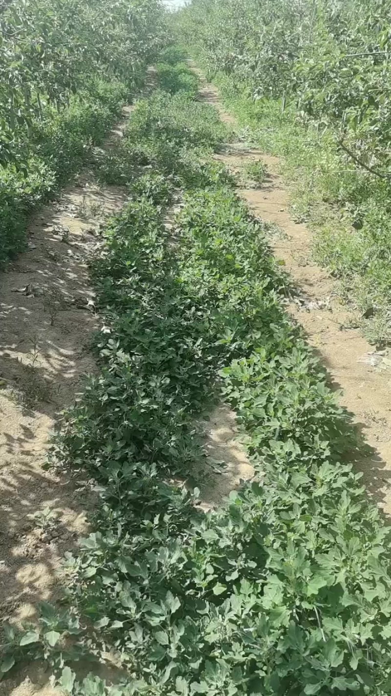 野生灰灰菜
