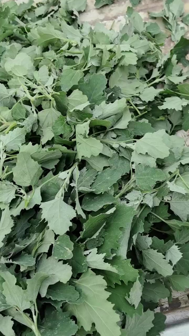 野生灰灰菜