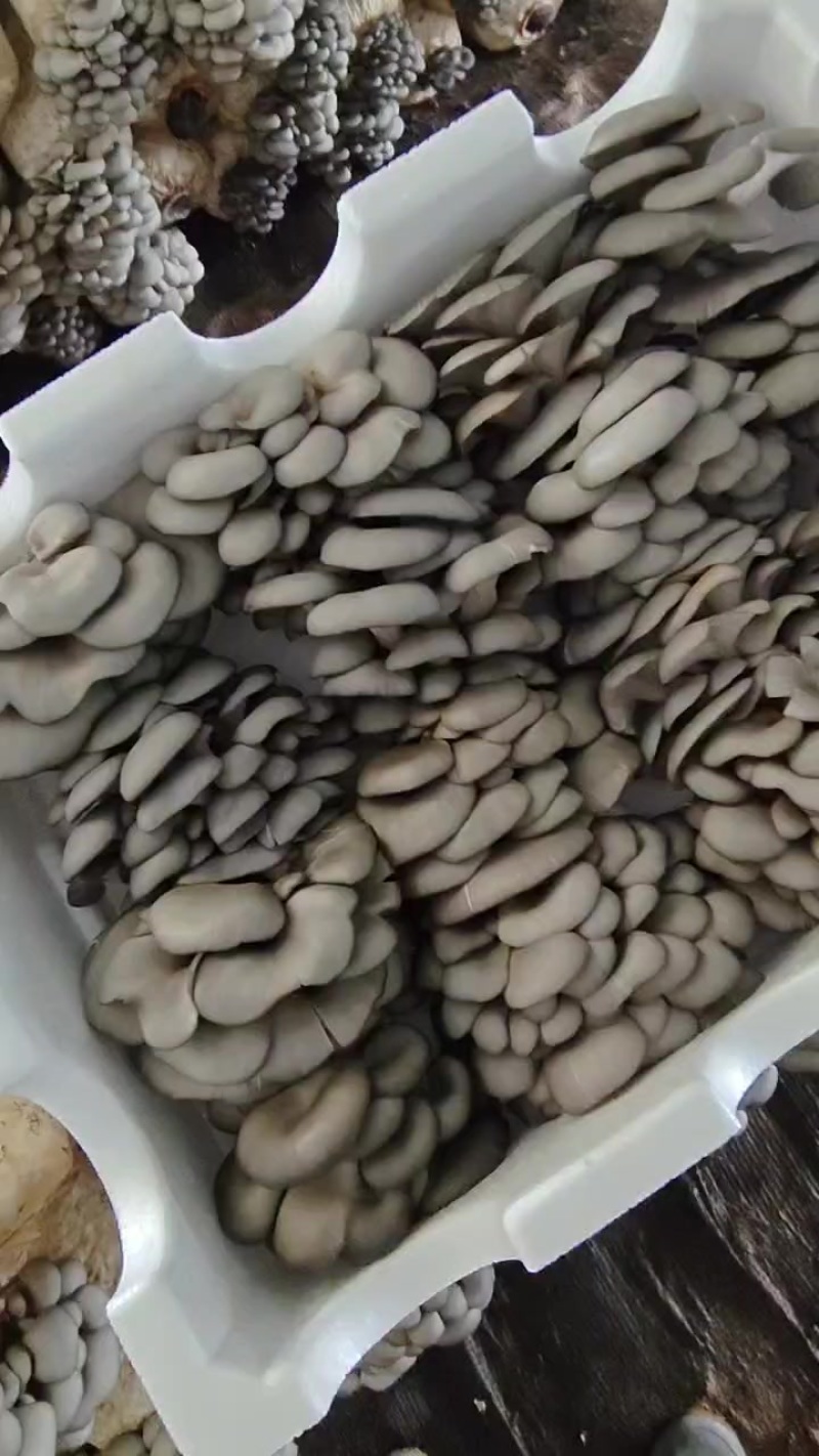 山西省左权县上其至村平菇种植基地