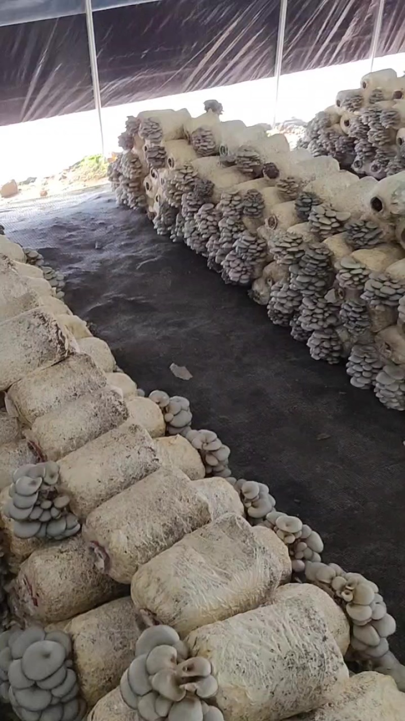 山西省左权县上其至村平菇种植基地