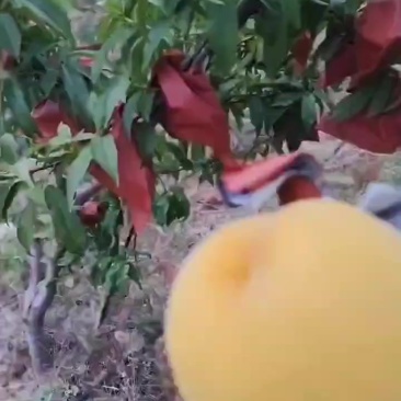 黄金蜜7