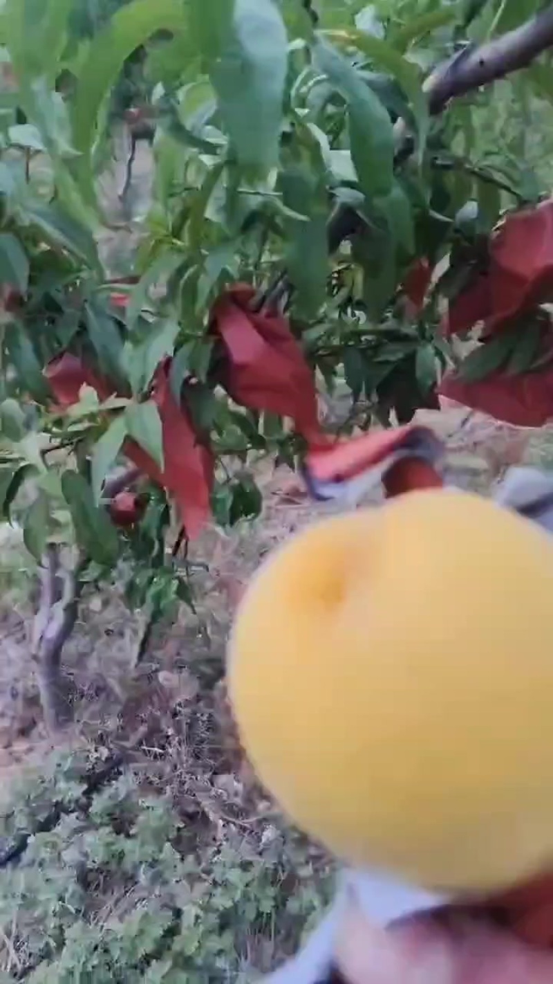 黄金蜜7