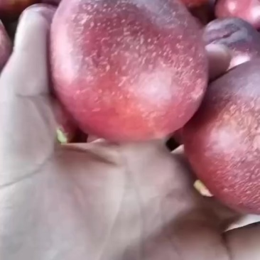 沂蒙山油桃熟了，量大