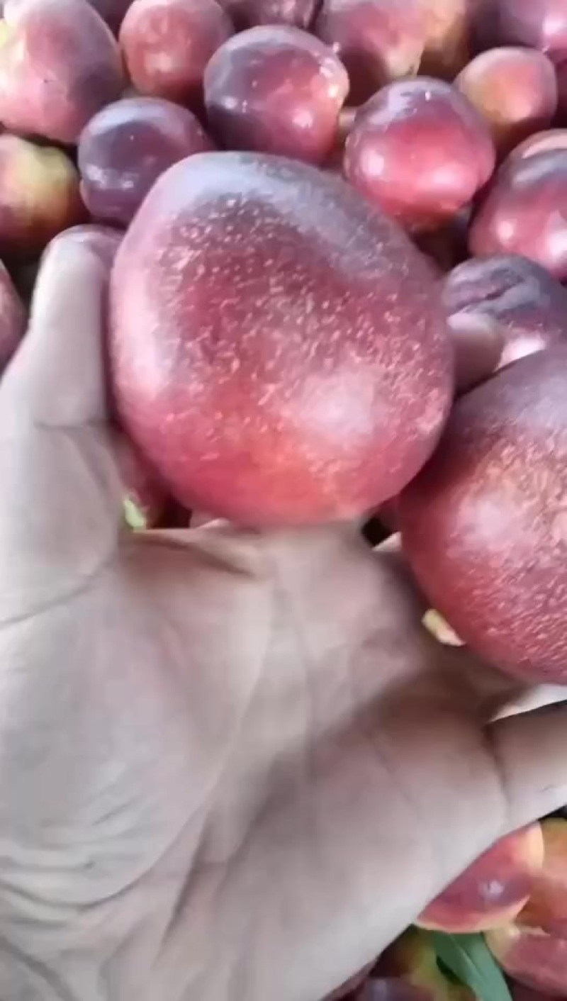 沂蒙山油桃熟了，量大