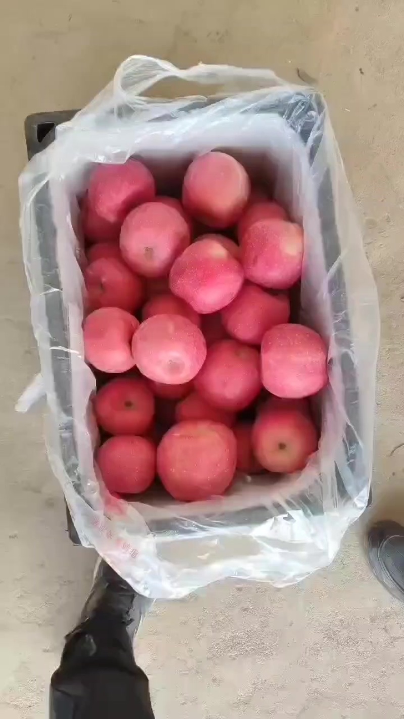 红富士片红前期货80起商品