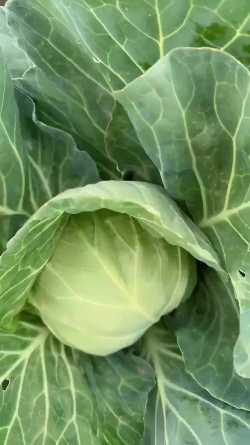甘蓝