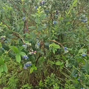 蓝莓大量上市，150亩，山上封闭园区种植。