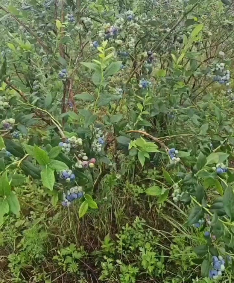 蓝莓大量上市，150亩，山上封闭园区种植。