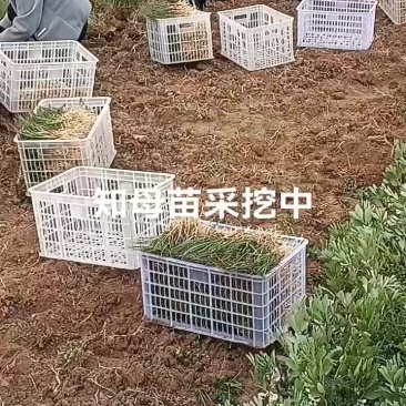 知母苗