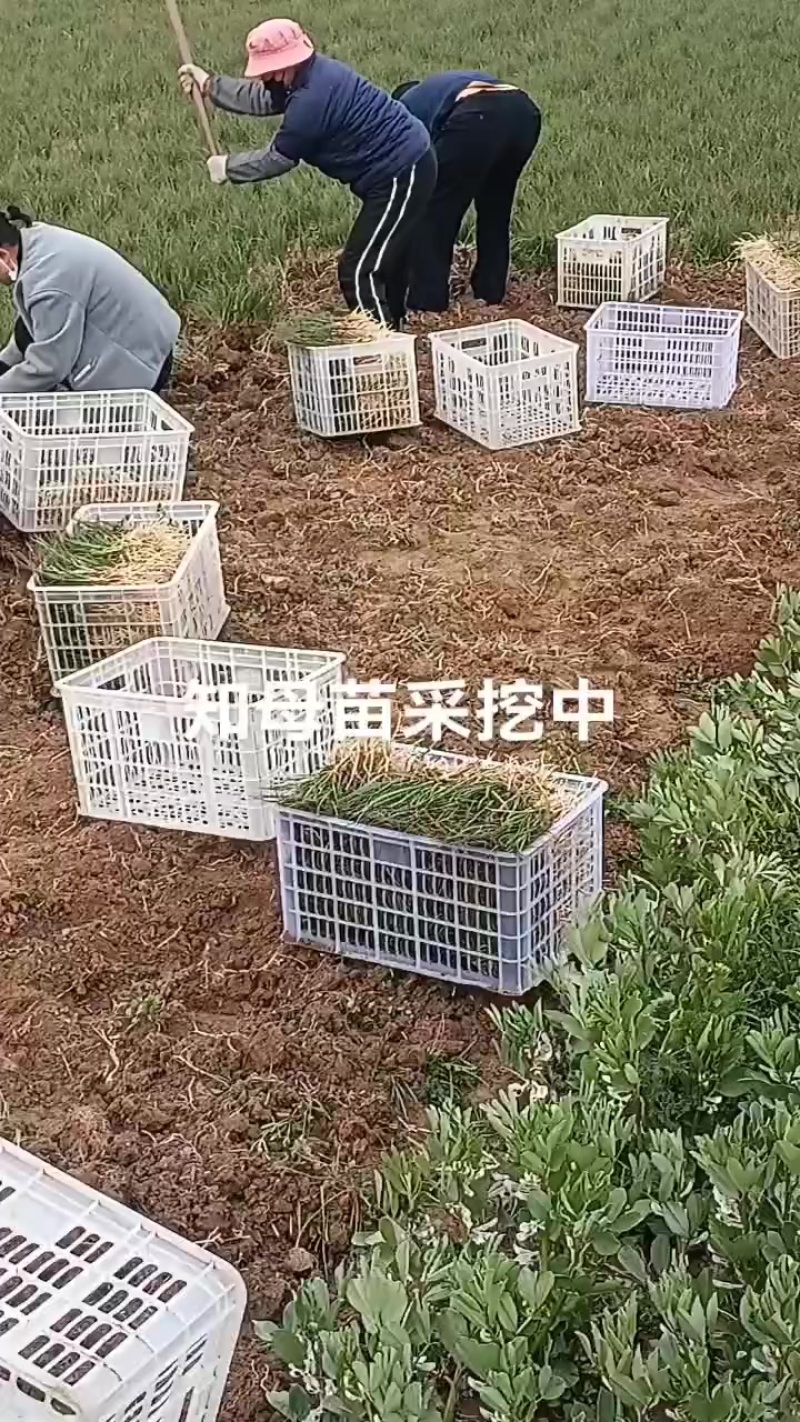 知母苗