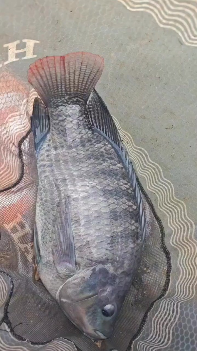 钓鱼场罗非鱼约5000斤草鱼1000斤青鱼300斤