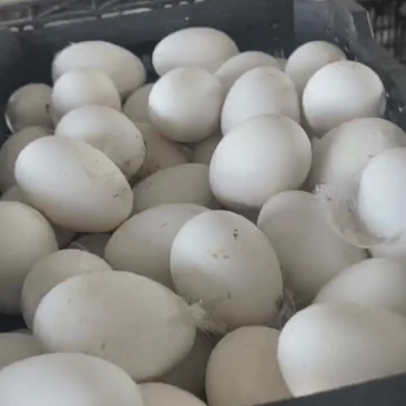 鲜鹅蛋