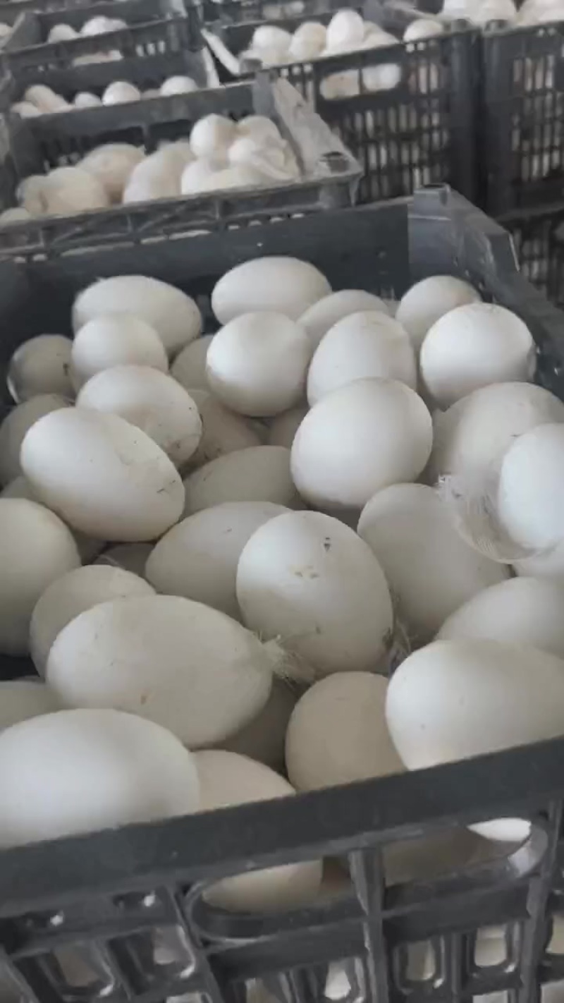 鲜鹅蛋