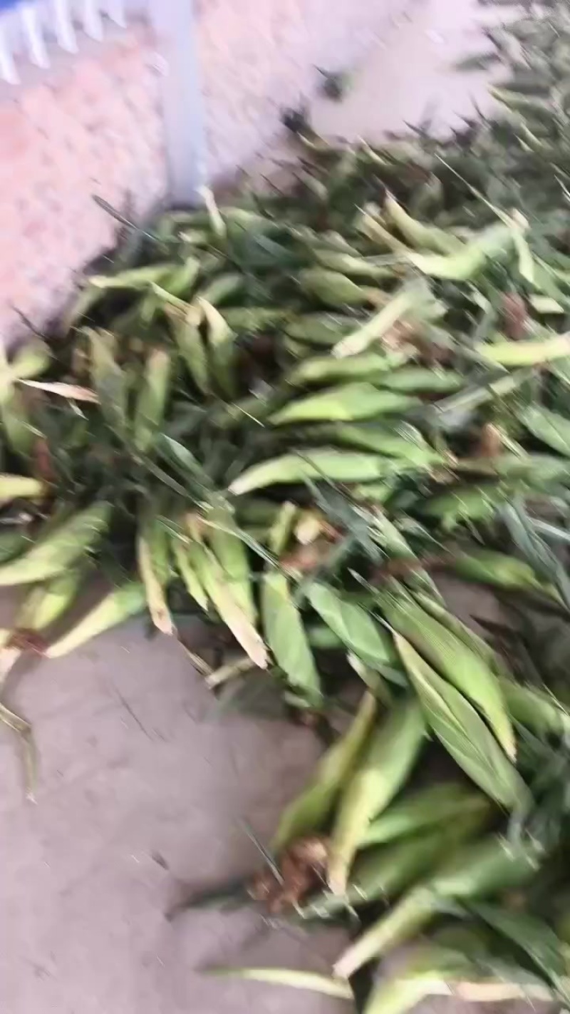 大量上市水果玉米