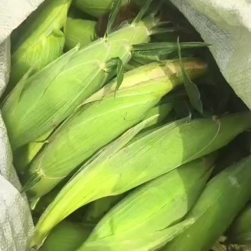 大量上市水果玉米