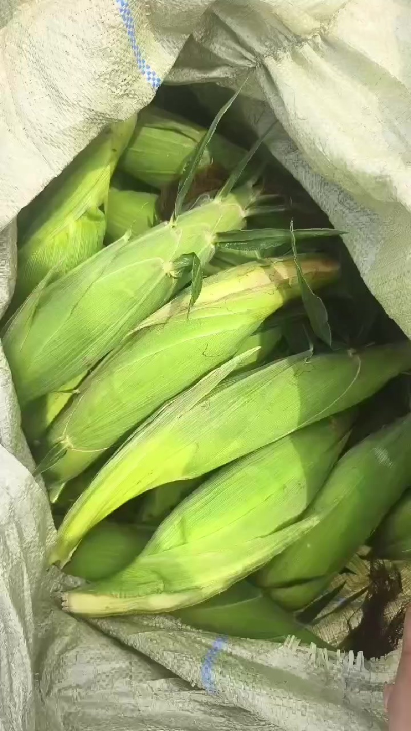 大量上市水果玉米