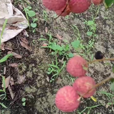 自家种的桂味荔枝