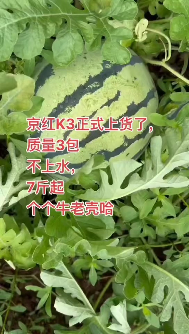 京红K3