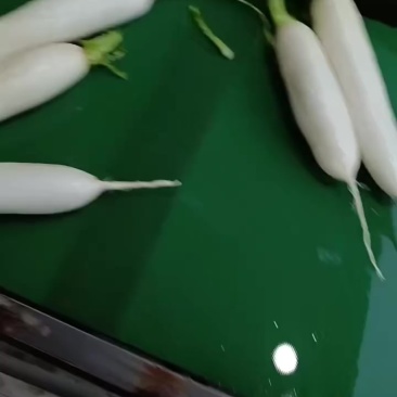 涞水白萝卜