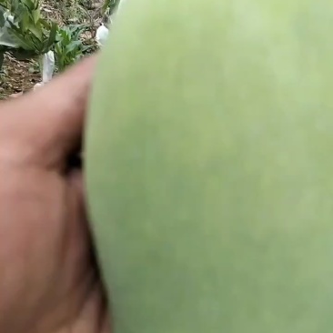 攀枝花芒果