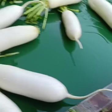 涞水白萝卜