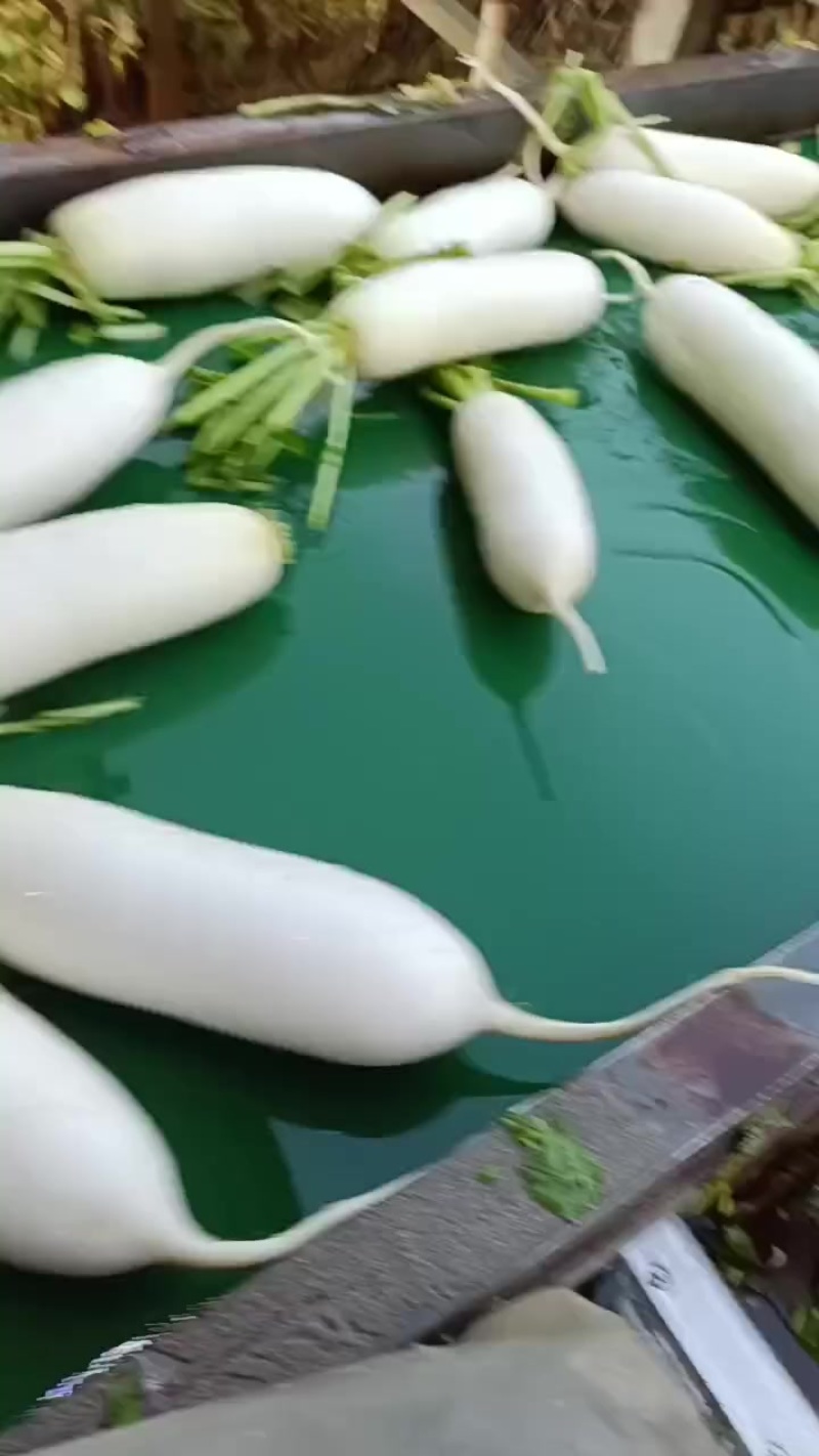 涞水白萝卜