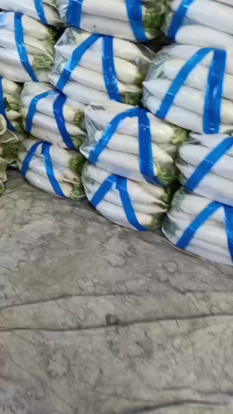 涞水白萝卜