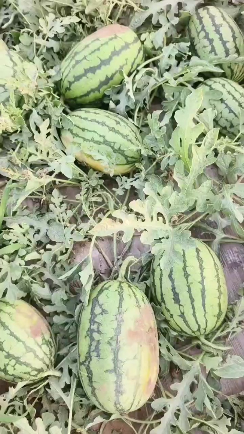 河北保定清苑县，品种有甜王，美都，麒麟，皮毛亮，熟度