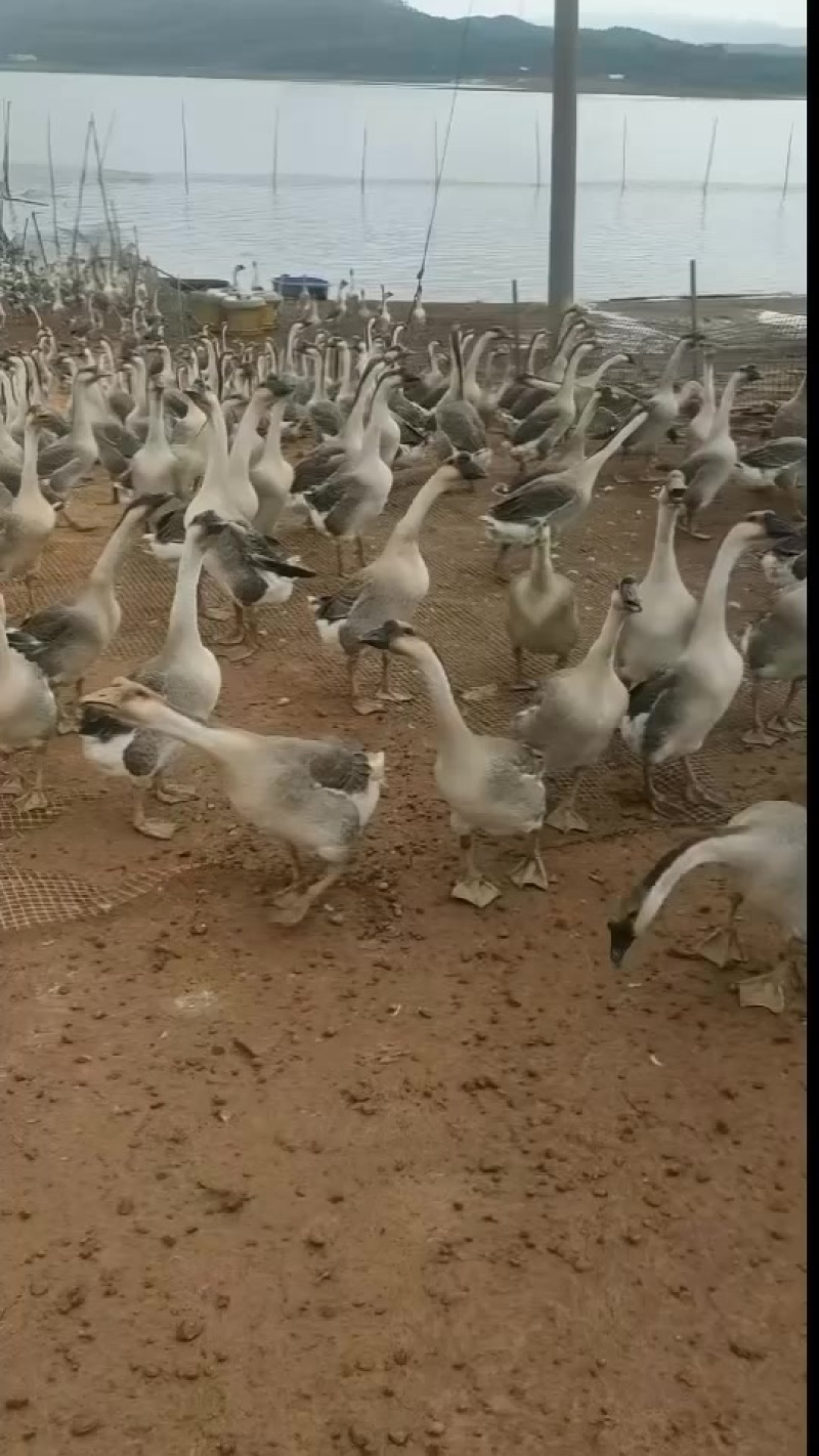 老‮阳水‬江杂，10斤左右，宾阳，价‮便格‬宜2000只