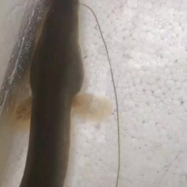 钩货宠物鳝