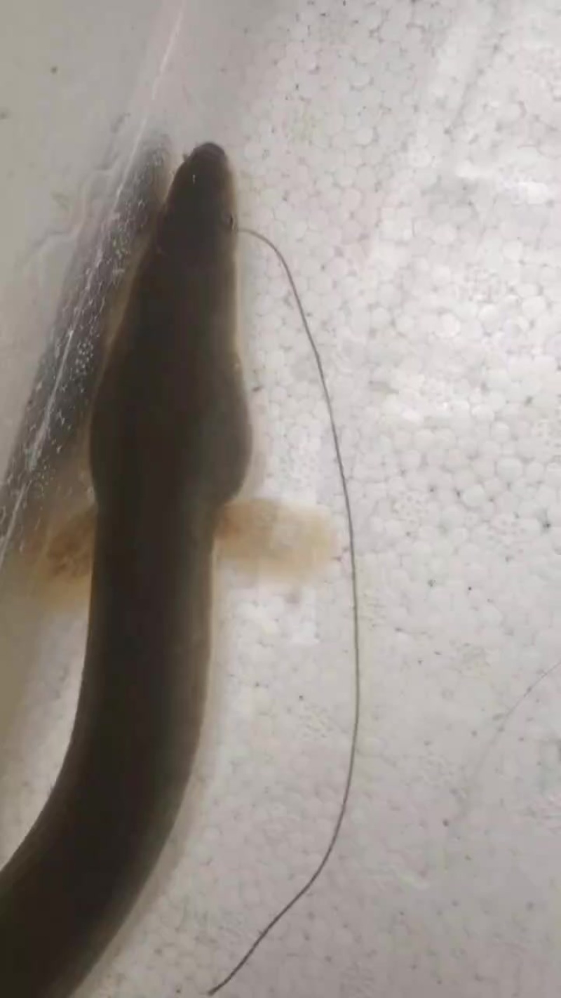 钩货宠物鳝