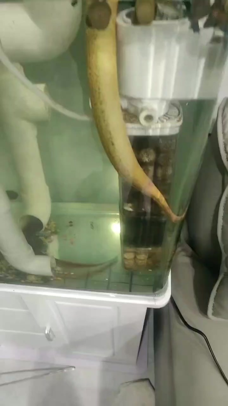 钩货宠物鳝