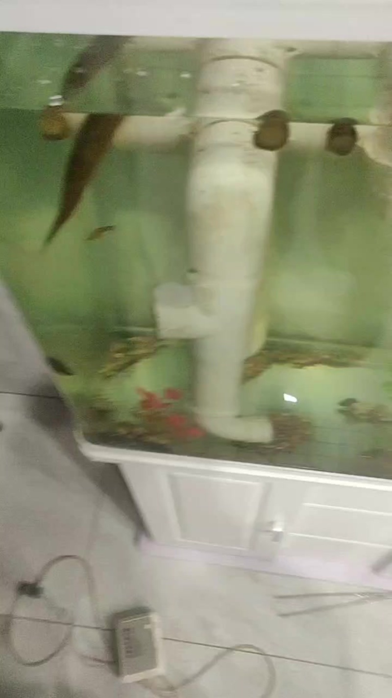 钩货宠物鳝