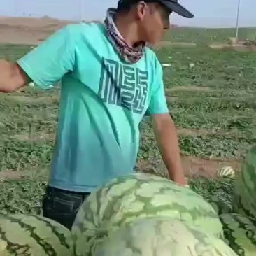 西砂瓜