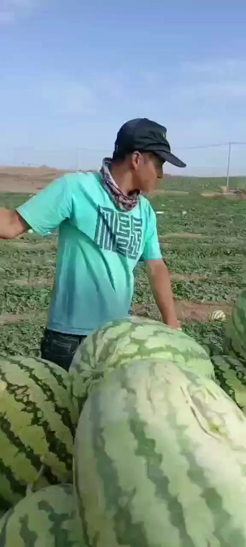 西砂瓜