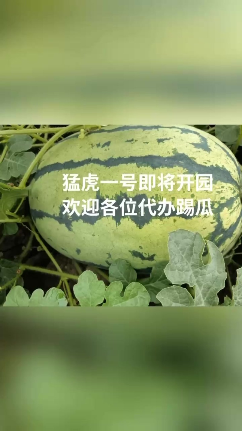自己家种的100多亩猛虎一号西瓜