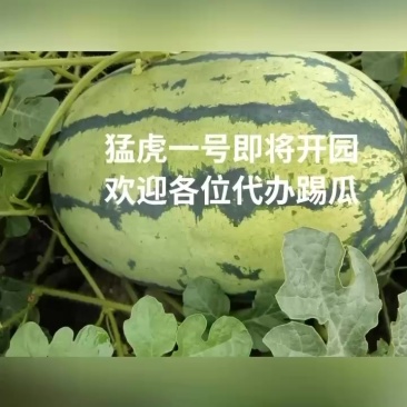 自己家种的100多亩猛虎一号西瓜