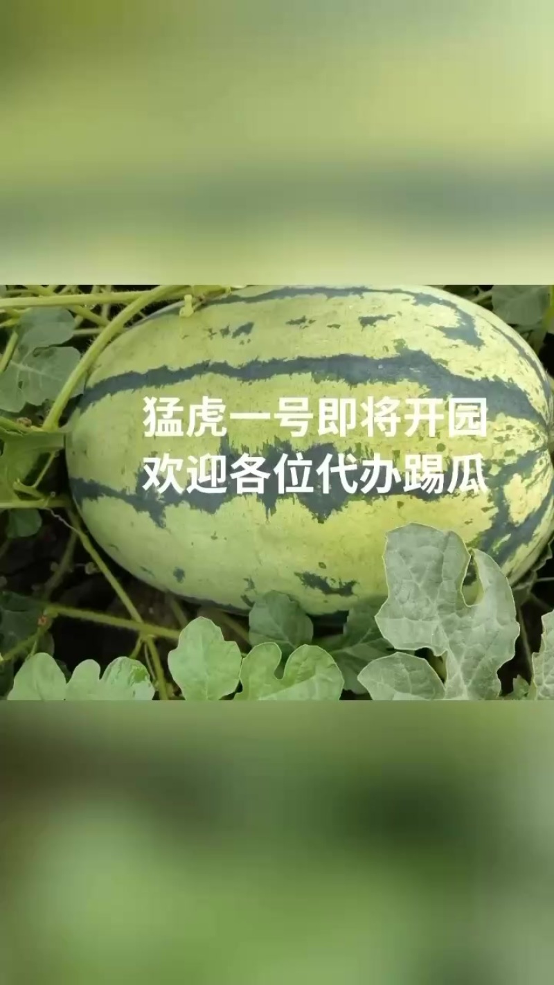 自己家种的100多亩猛虎一号西瓜