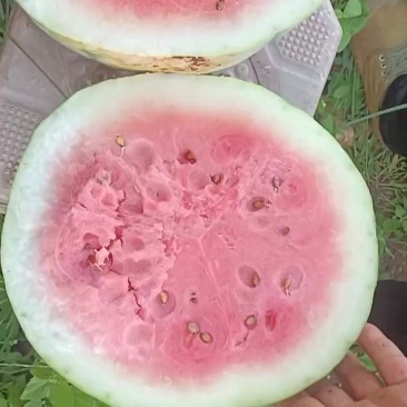 丽园西瓜