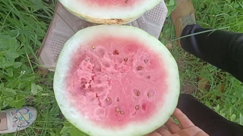 丽园西瓜