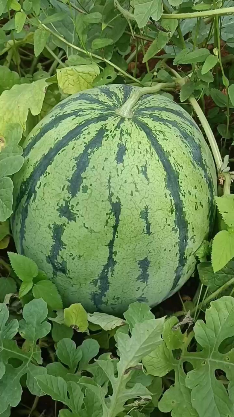 丽园西瓜