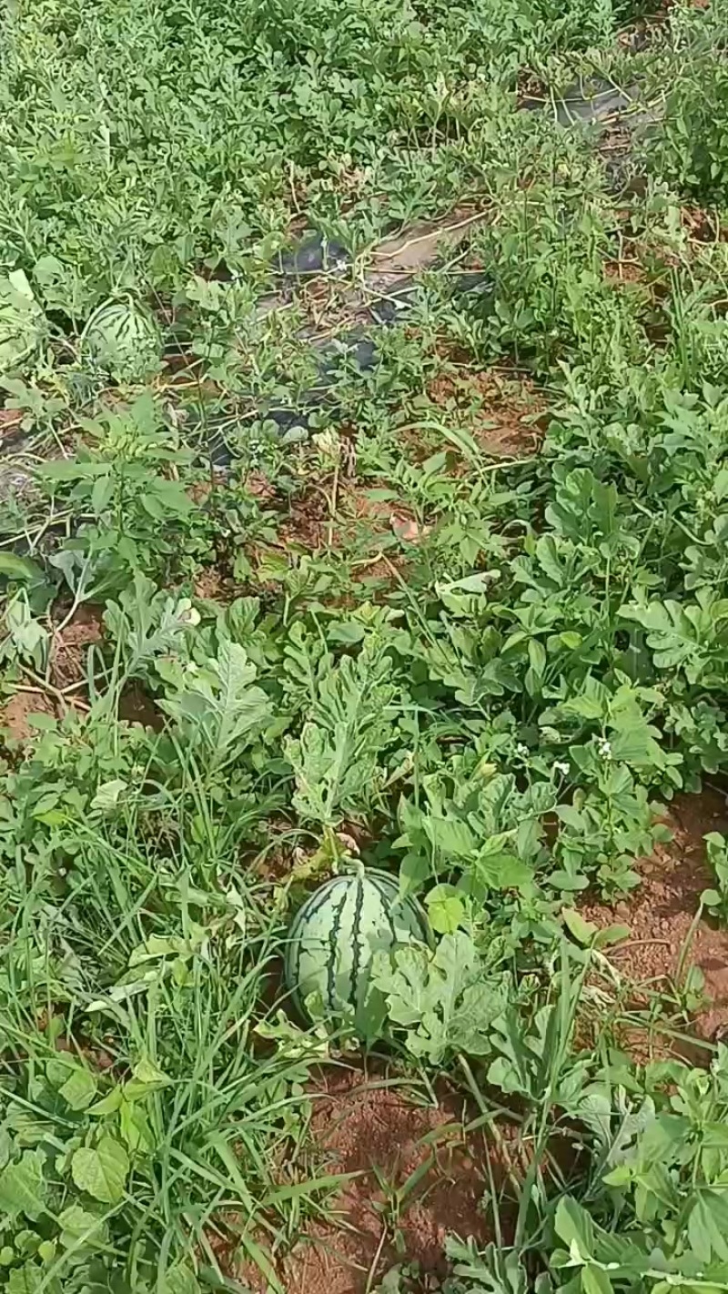丽园西瓜
