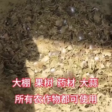 优质棉籽饼厂家直销