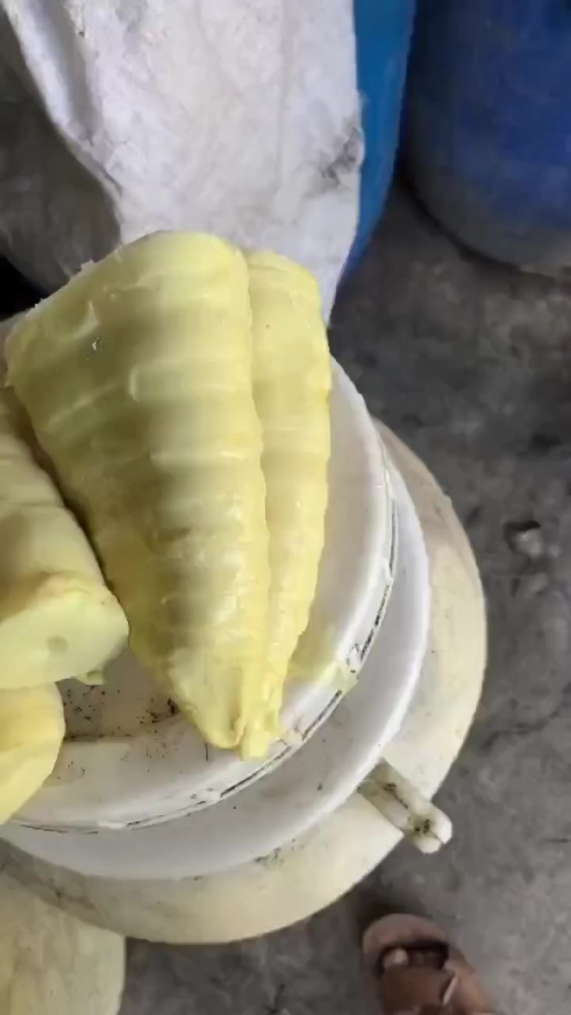 不酸黄竹笋