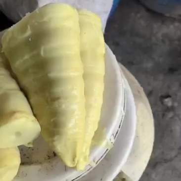 不酸黄竹笋