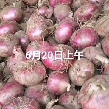 洋葱大量上市