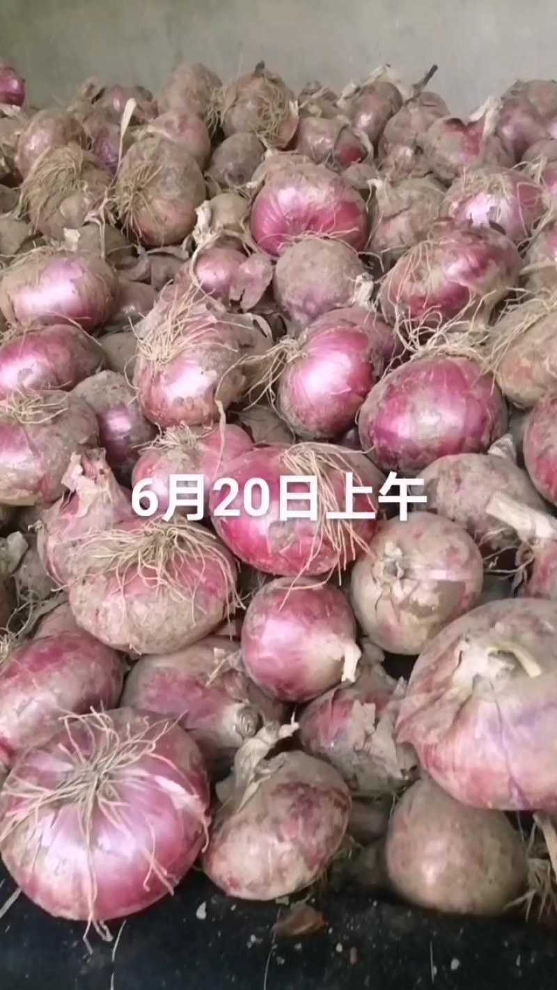 洋葱大量上市