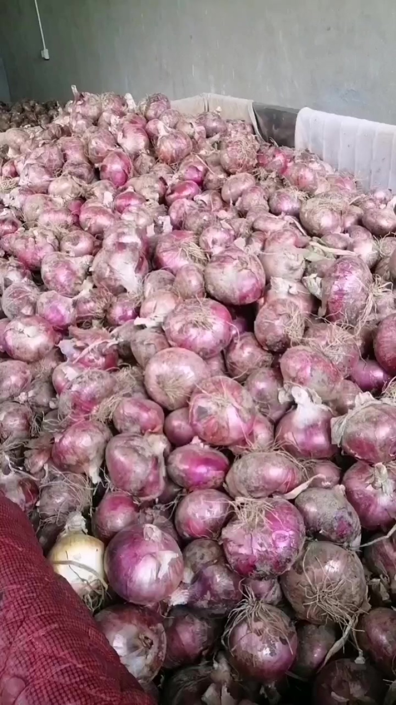 洋葱大量上市