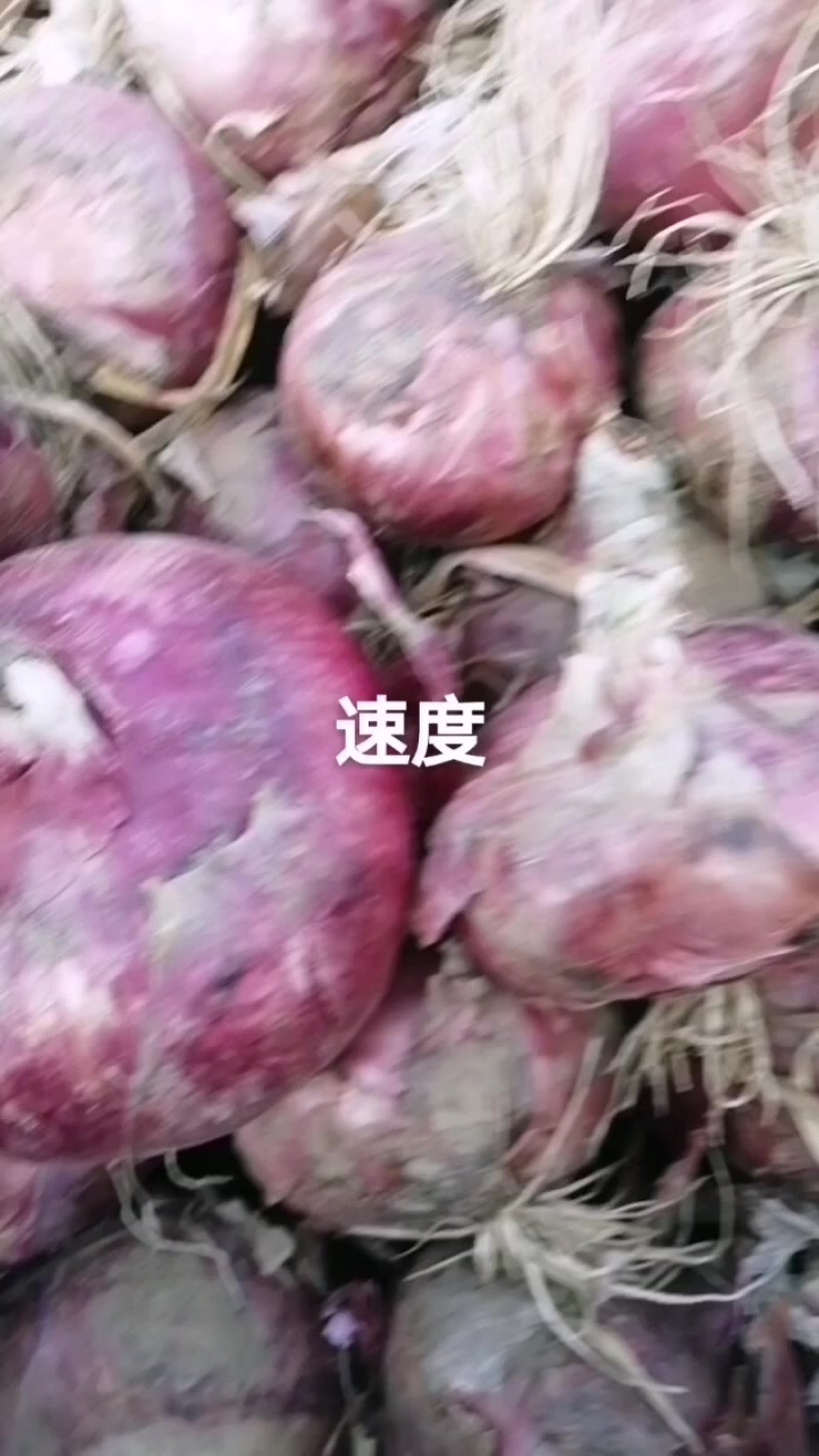 洋葱大量上市